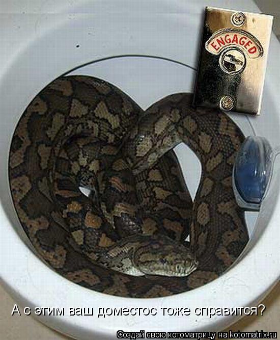 Котоматрица: А с этим ваш доместос тоже справится?