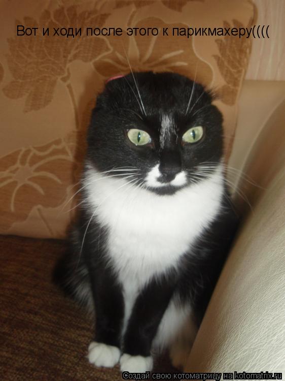 Котоматрица: Вот и ходи после этого к парикмахеру((((