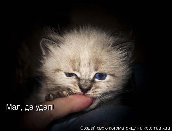 Котоматрица: Мал, да удал!
