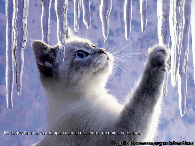 Котоматрица: Её взгляд был настолько преисполнен нежности, что под ним таял лёд...