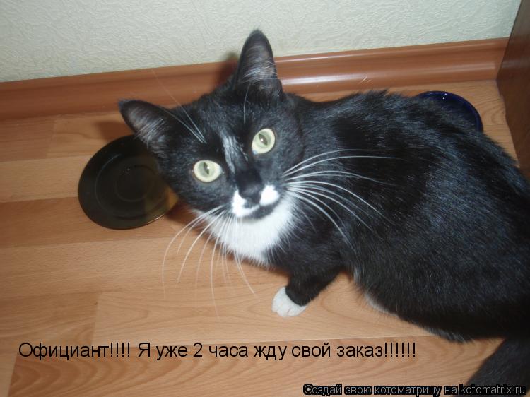 Котоматрица: Официант!!!! Я уже 2 часа жду свой заказ!!!!!!