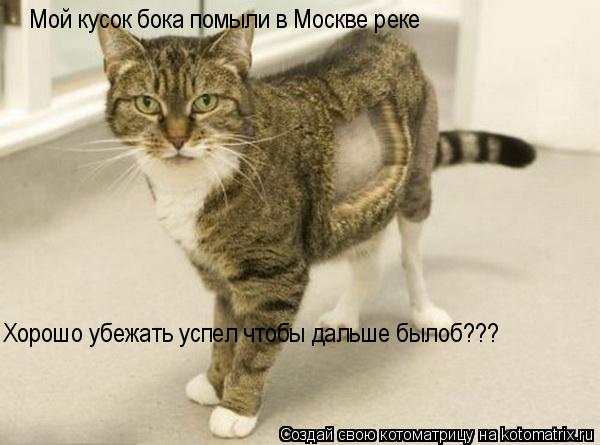 Котоматрица: Мой кусок бока помыли в Москве реке Хорошо убежать успел чтобы дальше былоб???