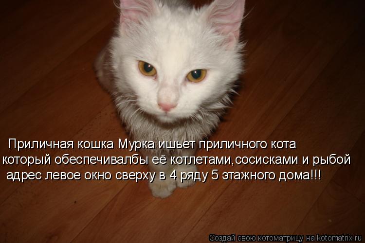 Котоматрица: Приличная кошка Мурка ишьет приличного кота который обеспечивалбы её котлетами,сосисками и рыбой адрес левое окно сверху в 4 ряду 5 этажног