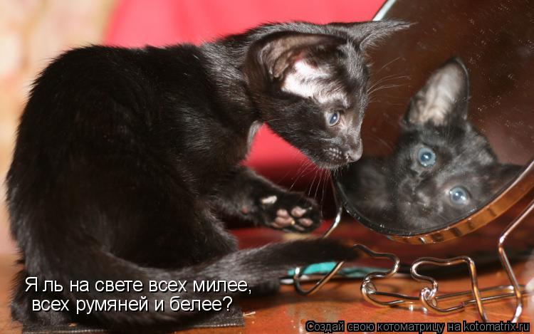 Котоматрица: Я ль на свете всех милее,  всех румяней и белее?