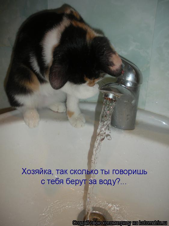 Котоматрица: Хозяйка, так сколько ты говоришь с тебя берут за воду?...