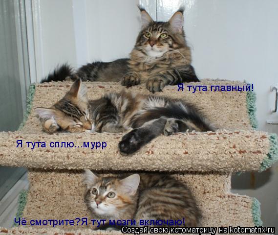 Котоматрица: Я тута главный! Я тута сплю...мурр Чё смотрите?Я тут мозги включаю!