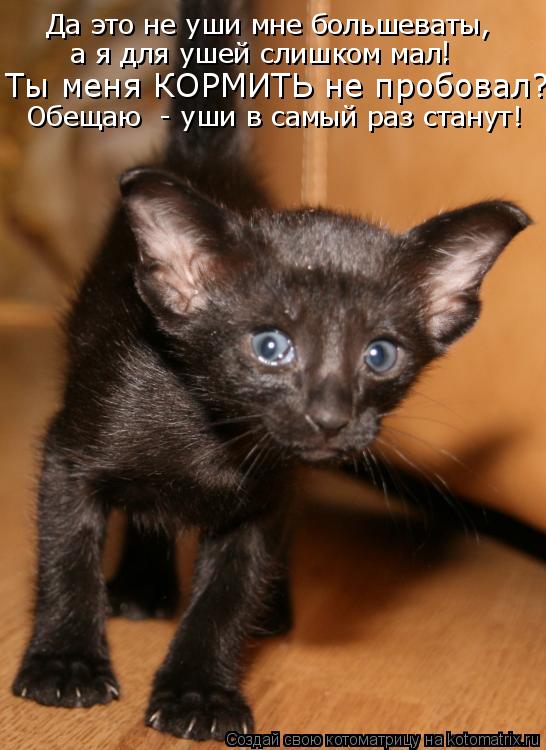 Котоматрица: Да это не уши мне большеваты,  а я для ушей слишком мал. Ты меня КОРМИТЬ не пробовал? Обещаю  - уши в самый раз станут! !