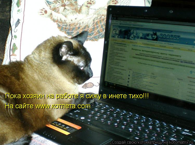 Котоматрица: Пока хозяин на работе я сижу в инете тихо!!! На сайте www.котлета.com