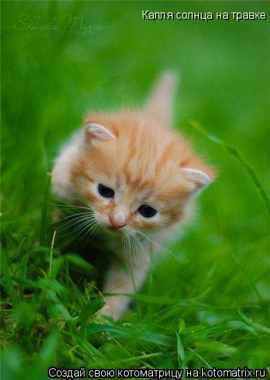 Котоматрица: Капля солнца на травке