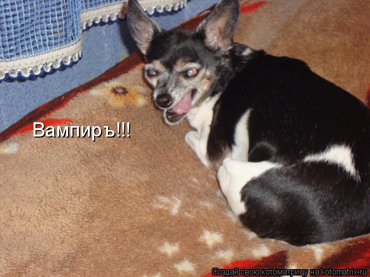 Котоматрица: Вампиръ!!!