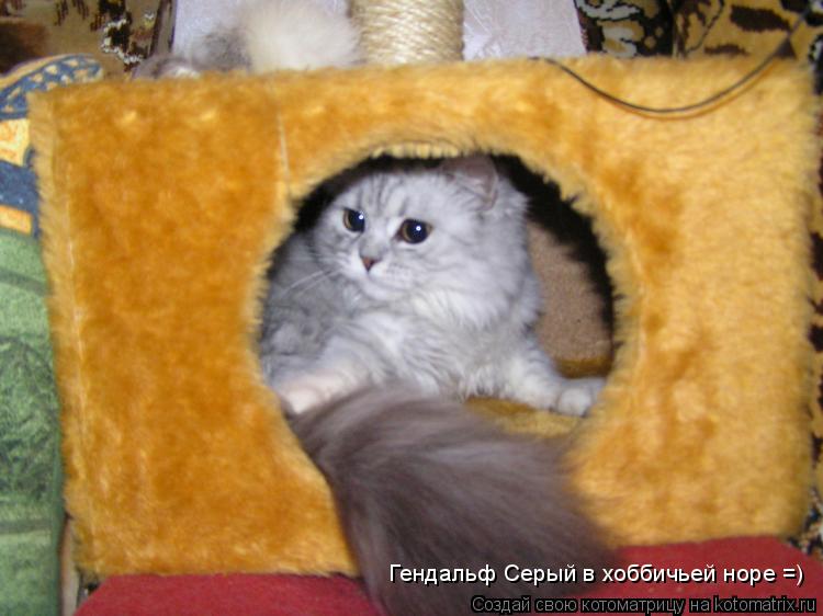 Котоматрица: Гендальф Серый в хоббичьей норе =)