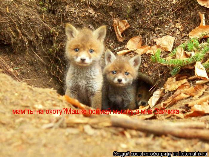 Котоматрица: мам!ты на охоту?Машке поймай мышку,а мне Зайчика...