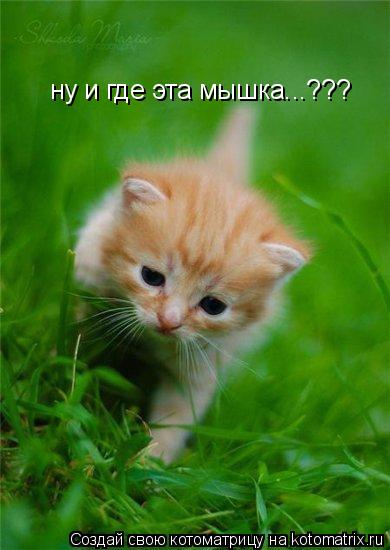 Котоматрица: ну и где эта мышка...???