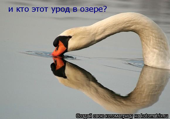 Котоматрица: и кто этот урод в озере?