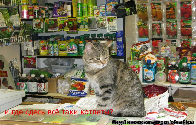 Котоматрица: и где сдесь всё таки котлеты?