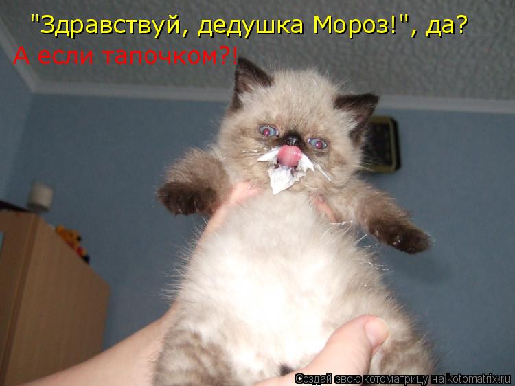 Котоматрица: "Здравствуй, дедушка Мороз!", да? А если тапочком?!