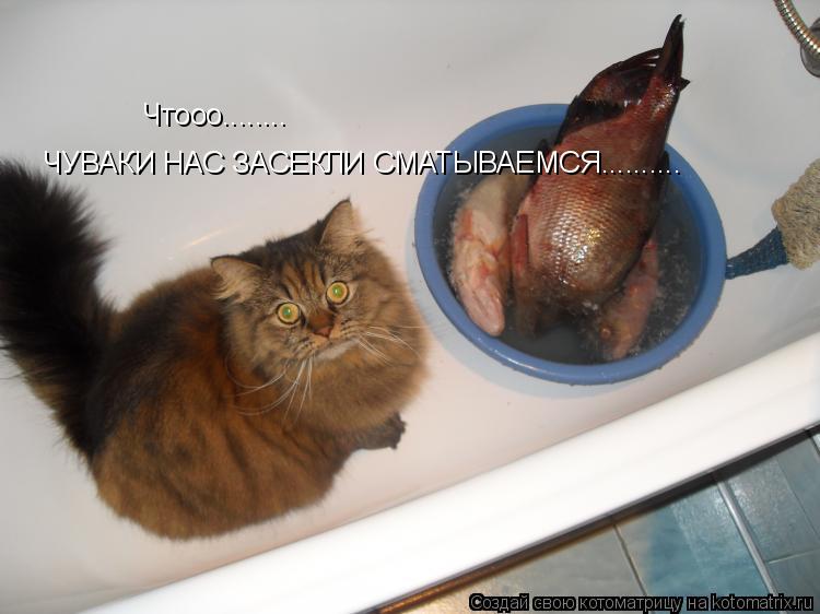 Котоматрица: Чтооо........ ЧУВАКИ НАС ЗАСЕКЛИ СМАТЫВАЕМСЯ..........