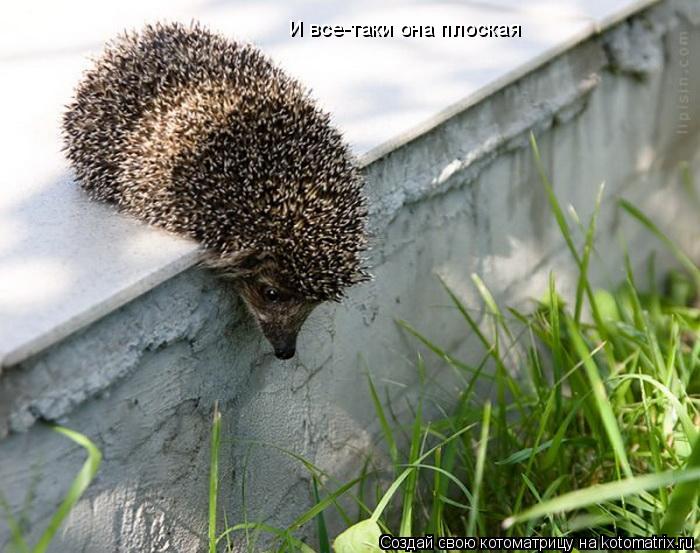 Котоматрица: И все-таки она плоская