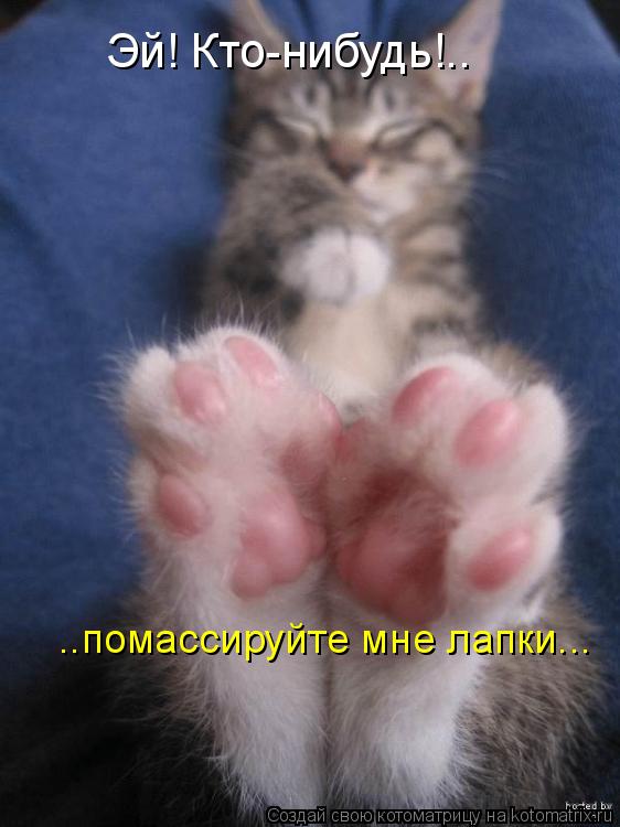 Котоматрица: Эй! Кто-нибудь!.. ..помассируйте мне лапки...