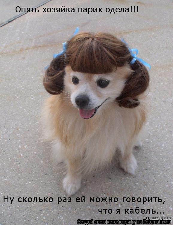 Котоматрица: Опять хозяйка парик одела!!! Ну сколько раз ей можно говорить, что я кабель...