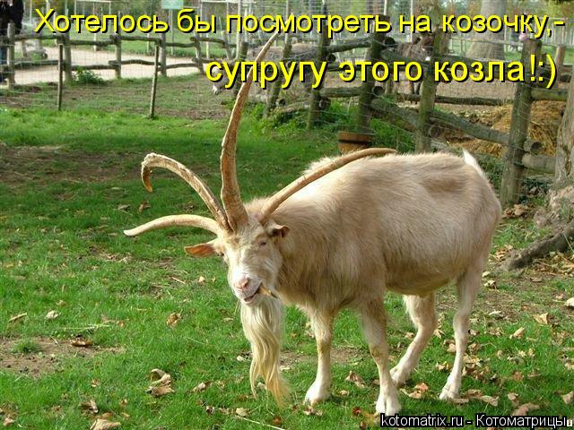 Котоматрица: Хотелось бы посмотреть на козочку,- супругу этого козла!:)