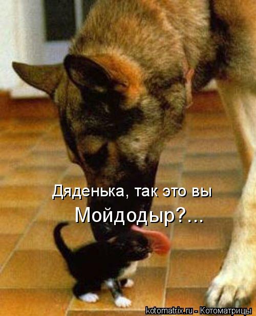 Котоматрица: Дяденька, так это вы  Мойдодыр?...