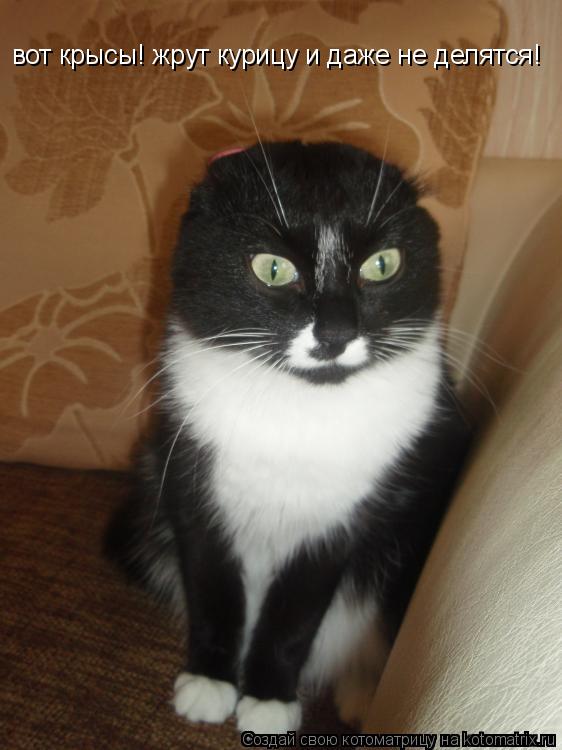 Котоматрица: вот крысы! жрут курицу и даже не делятся!