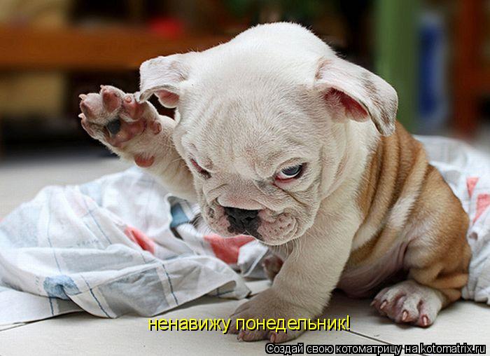 Котоматрица: ненавижу понедельник!