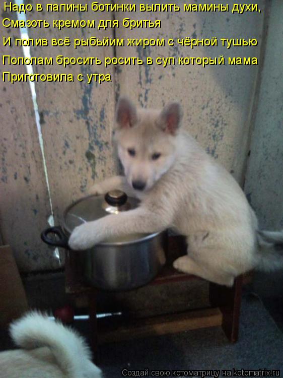 Котоматрица: Надо в папины ботинки вылить мамины духи, Смазоть кремом для бритья И полив всё рыбьйим жиром с чёрной тушью Приготовила с утра Пополам бро