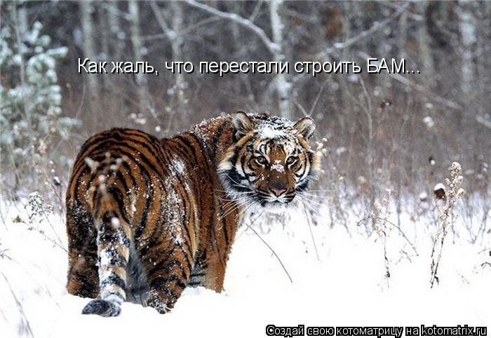 Котоматрица: Как жаль, что перестали строить БАМ...
