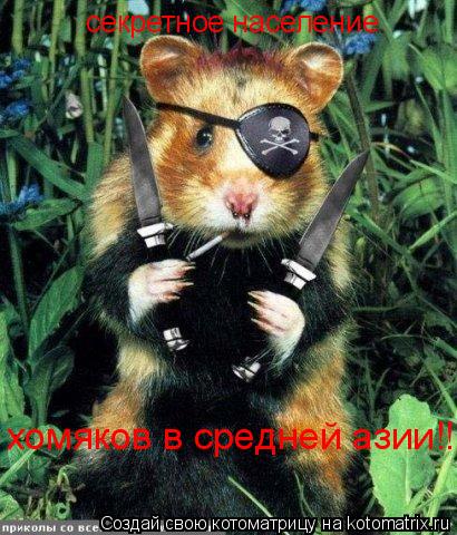 Котоматрица: секретное население хомяков в средней азии!!