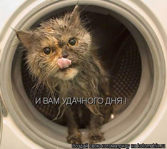 Котоматрица: И ВАМ УДАЧНОГО ДНЯ !