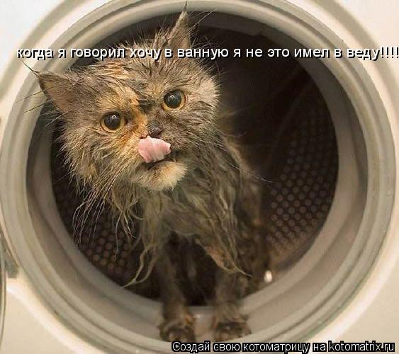 Котоматрица: когда я говорил хочу когда я говорил хочу в ванную я не это имел в веду!!!!!!