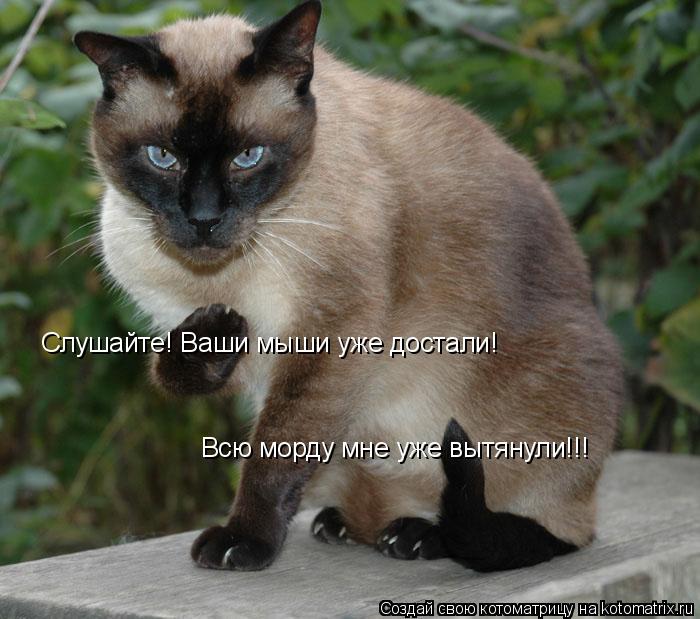 Котоматрица: Слушайте! Ваши мыши уже достали!  Всю морду мне уже вытянули!!!
