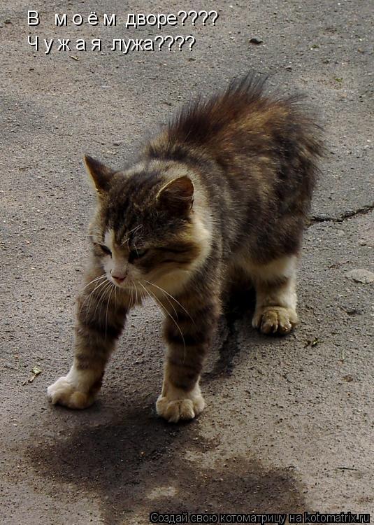 Котоматрица: В   м о ё м  дворе???? Ч у ж а я  лужа????