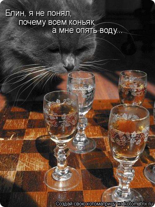 Котоматрица: почему всем коньяк, а мне опять воду... Блин, я не понял,