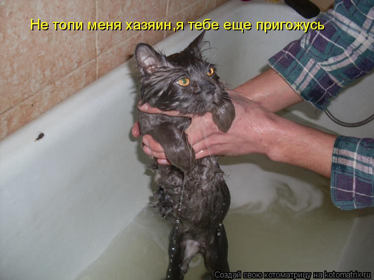 Котоматрица: Не топи меня хазяин,я тебе еще пригожусь