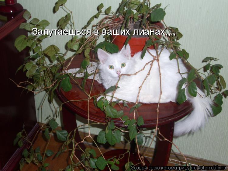 Котоматрица: Запутаешься в ваших лианах,,,,