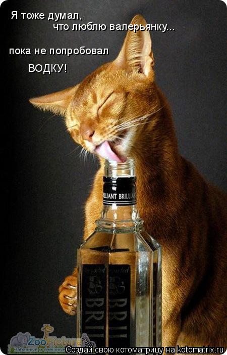 Котоматрица: Я тоже думал, что люблю валерьянку... пока не попробовал ВОДКУ!