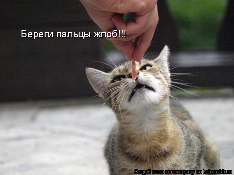 Котоматрица: Береги пальцы жлоб!!!