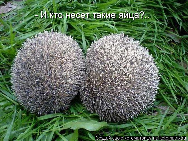 Котоматрица: - И кто несет такие яйца?..
