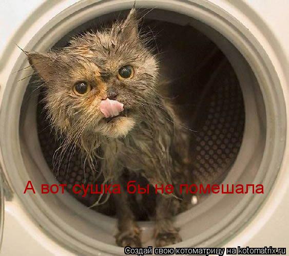 Котоматрица: А вот сушка бы не помешала