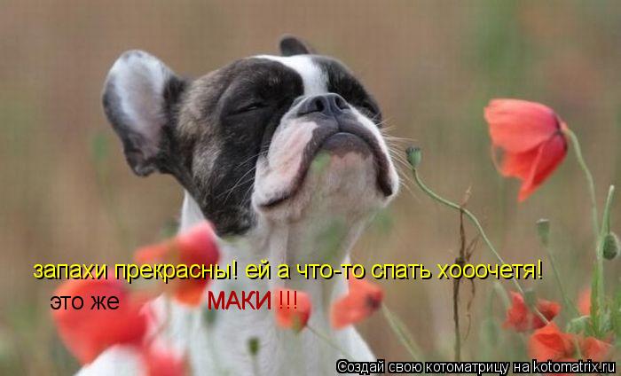 Котоматрица: запахи прекрасны! ей а что-то спать хооочетя! это же МАКИ МАКИ !!!