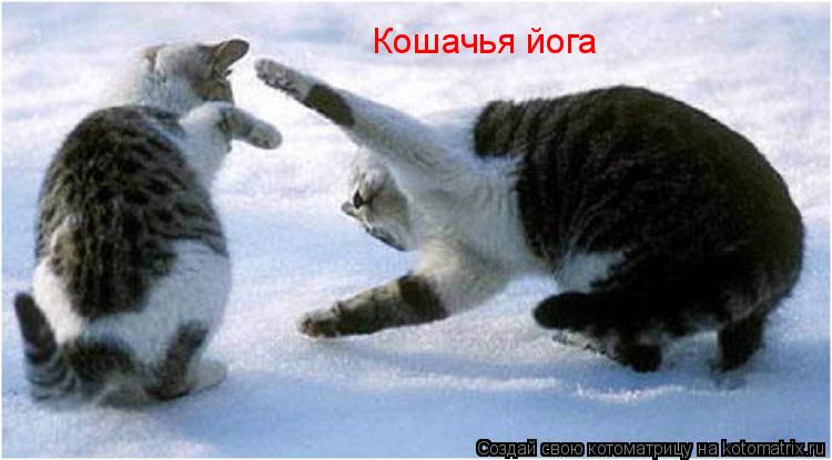 Котоматрица: Кошачья йога
