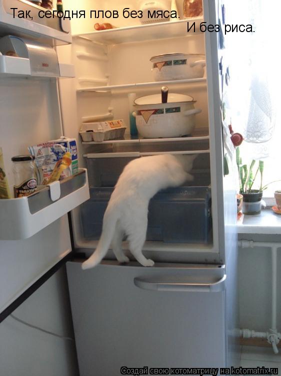 Котоматрица: Так, сегодня плов без мяса. И без риса.