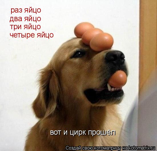 Котоматрица: раз яйцо два яйцо три яйцо четыре яйцо вот и цирк прошёл