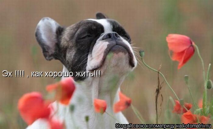 Котоматрица: Эх !!!! , как хорошо жить!!!