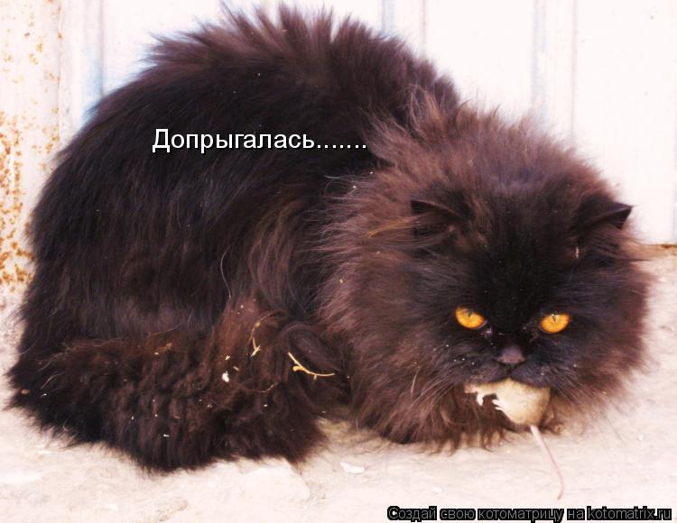 Котоматрица: Допрыгалась.......