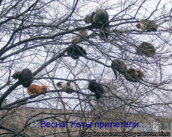 Котоматрица: Весна! Коты прилетели...