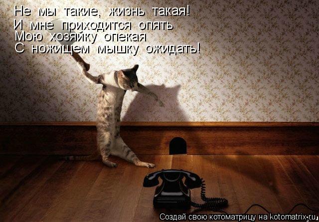 Котоматрица: Не  мы  такие,  жизнь  такая! И  мне  приходится  опять Мою  хозяйку  опекая С  ножищем  мышку  ожидать!